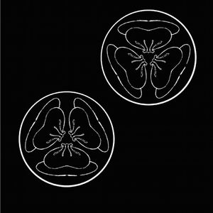 欧美乂乄乄老熟女
